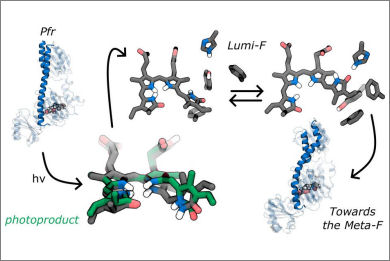 differences-photoactivation-mechanism-bathy-canonical-bacteriophytochromes