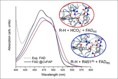 molecular-mechanism-catalytic-radical-termination