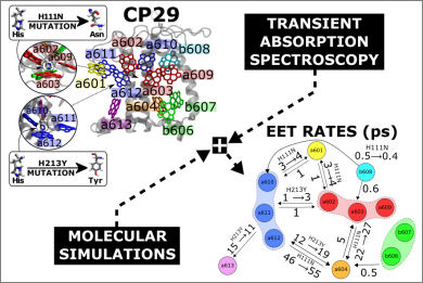 mutations-unveiled-energy-transfer-cp29