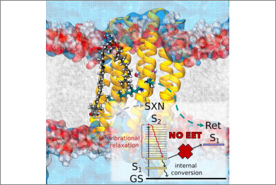 Why is Salinixanthin-to-Retinal Energy Transfer Suppressed in Kin4B8 Xanthorhodopsin